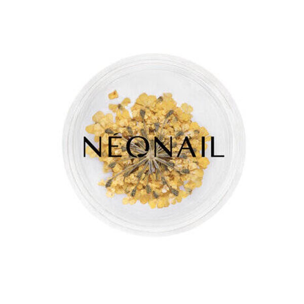 Dried Flowers 07 - Yellow