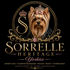 Sorrelle Heritage Yorkies