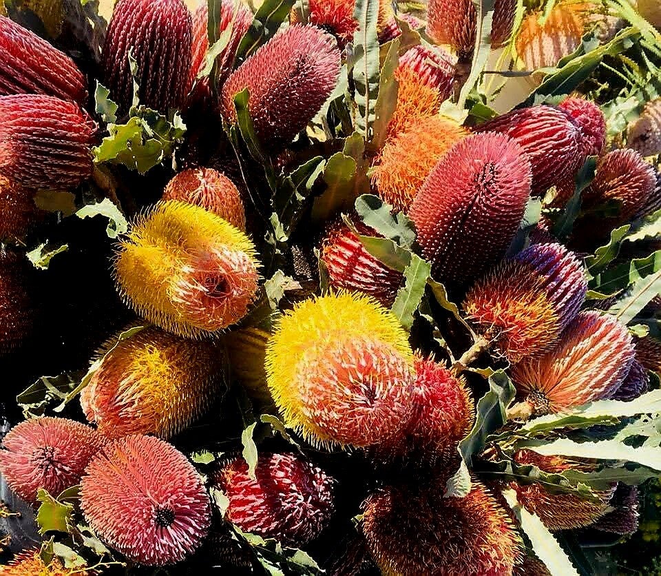Menzie - Banksia Single Stem