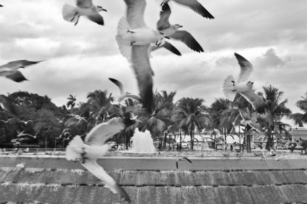 Atmosphère, oiseaux, Série Regards Croisés - Tirage Fine Art signé et numéroté, édition limitée sur alu dibond