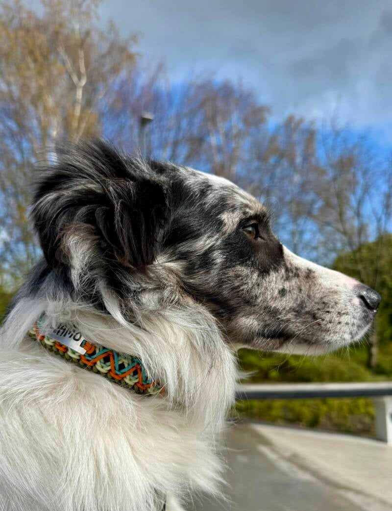 Djamo wearing his Hippie dog collar .jpg