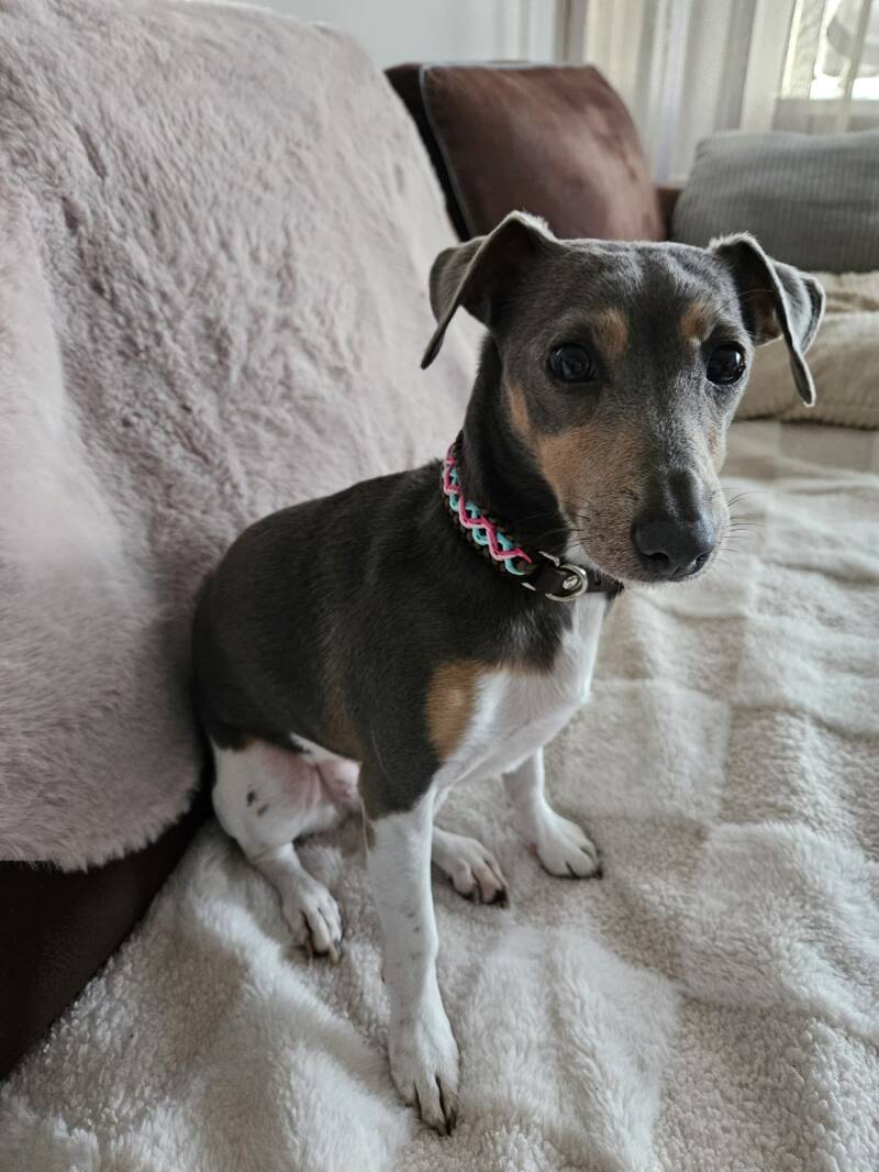 Misty wearing her Little Hippie collar.jpg