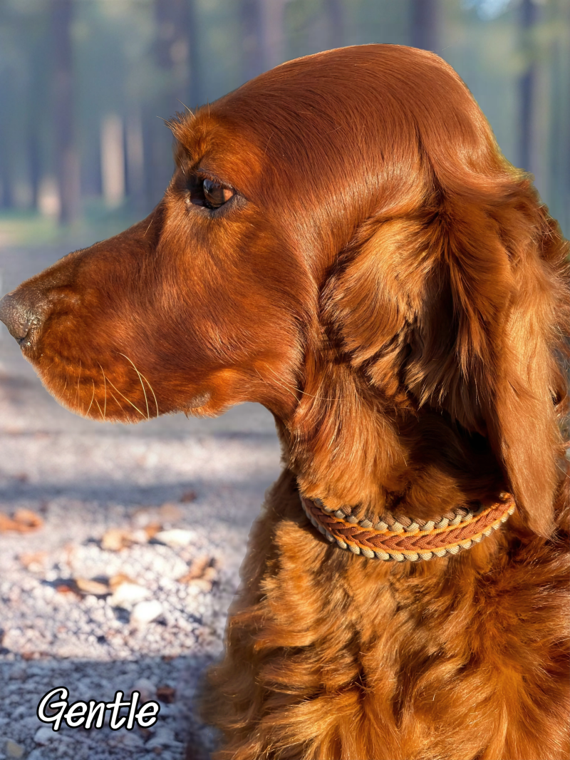 Irish-Setter-Gentle wearing our paracord collars