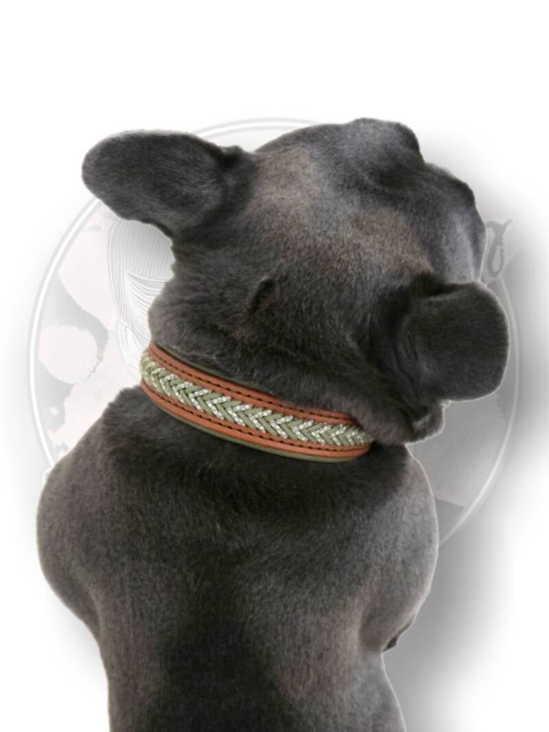 Frenchie wearing leather Collares Y Más dog collar 