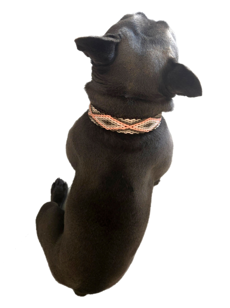 Frenchie wearing Collares Y Más paracord collar