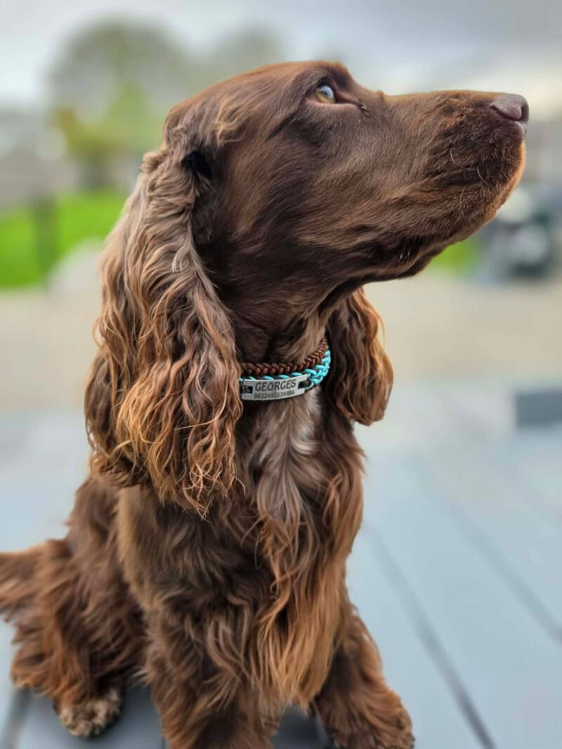 Georges wearing his Sunny dog collar.jpg