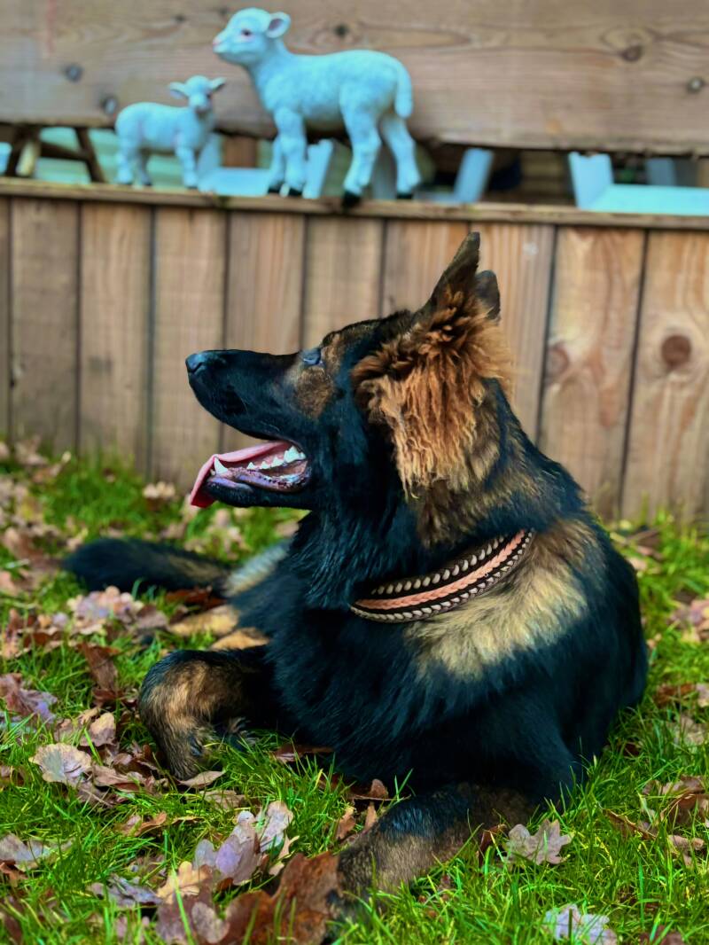 Riva wearing our paracord collars