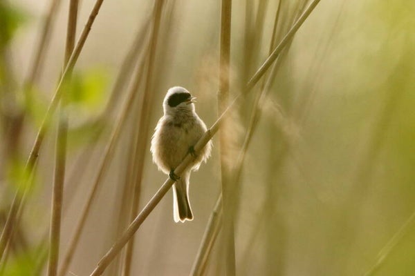 Zondag 14 mei 2023 - Tsiiiuu! Missie Buidelmees (1/2 dag). Lees meer....