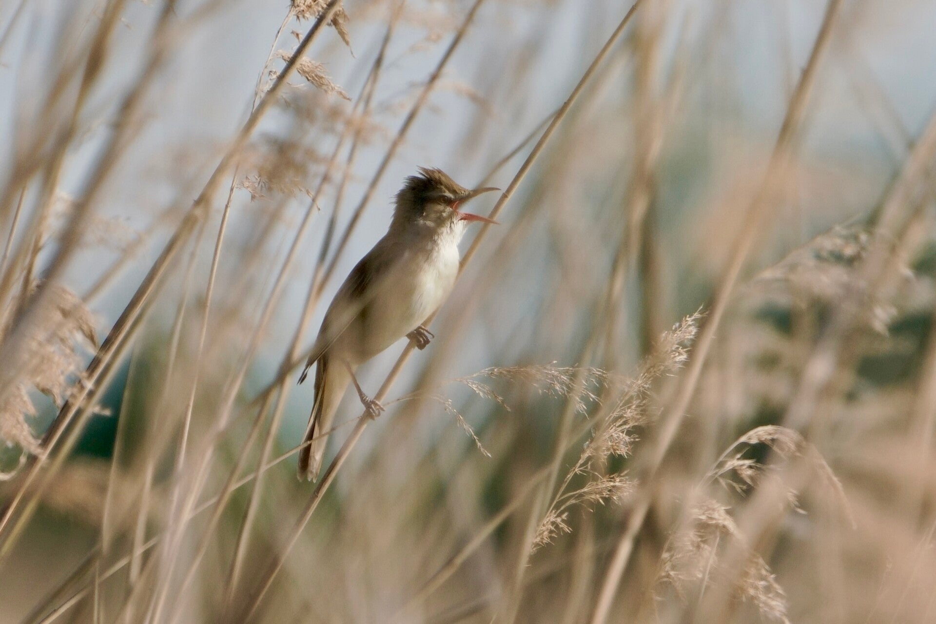 Zondag 17 mei 2026 - Vogelexcursie Rijnstrangen. Karre-karre-kiet-kiet, bijzondere rietvogels! (dagexcursie). Lees meer....