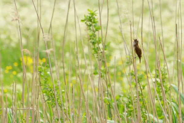 Zaterdag 20 mei 2023 - Karre-karre-kiet-kiet! Bijzondere rietvogels in de Rijnstrangen (3/4 dag). Lees meer....