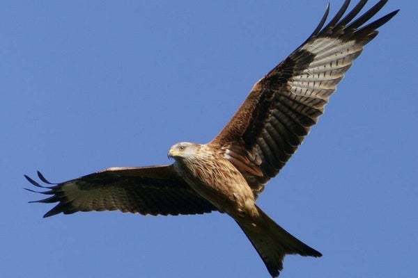 Zaterdag 2 september 2023 - Roofvogels in Gelderland (hele dag). Lees meer....