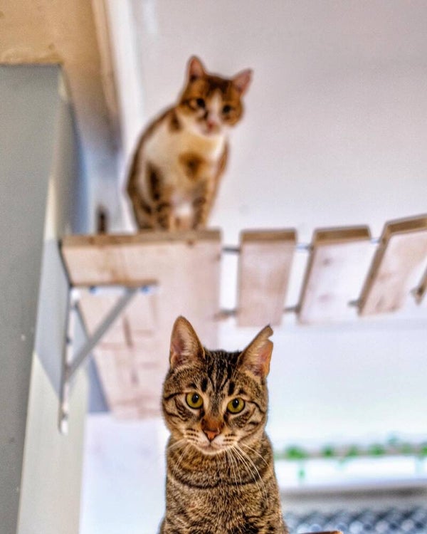 Cat ladiesnight 7 december