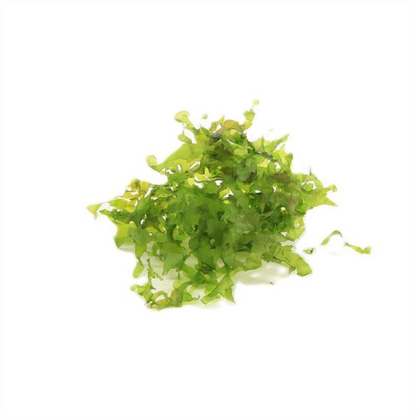 Monosolenium pelia (cup 80cc)