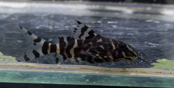 Synodontis eupterus 5-7cm