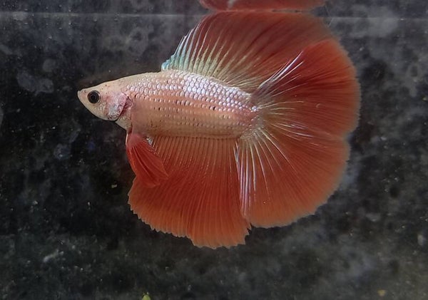 Betta splendens double tail male L1