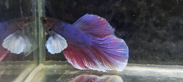 Betta splendens halfmoon big ear man/male