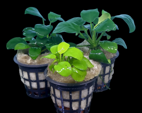 Anubias mix stekken