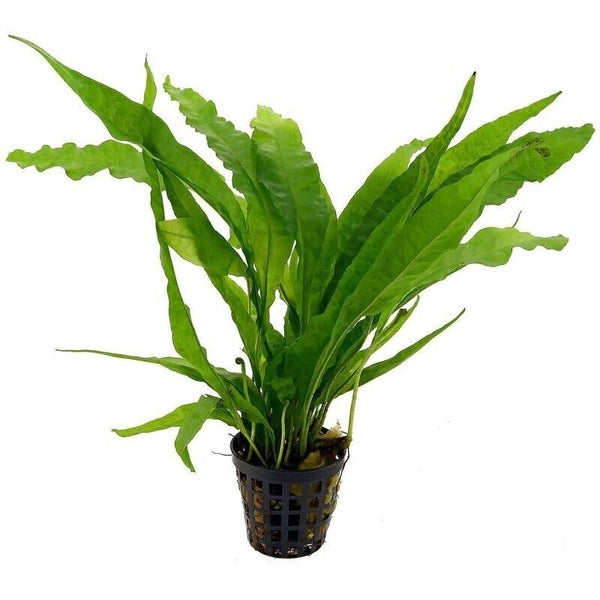 Microsorum pteropus pot 5cm