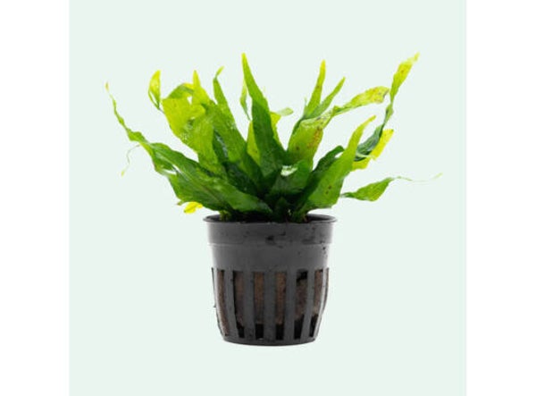 Microsorum pteropus var. petite