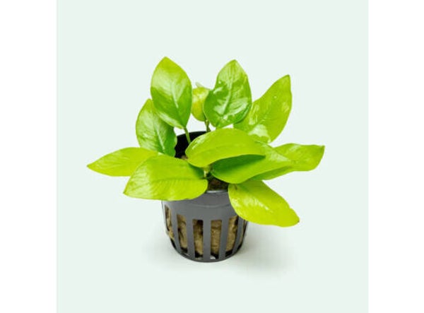 Anubias nana gold 5cm pot