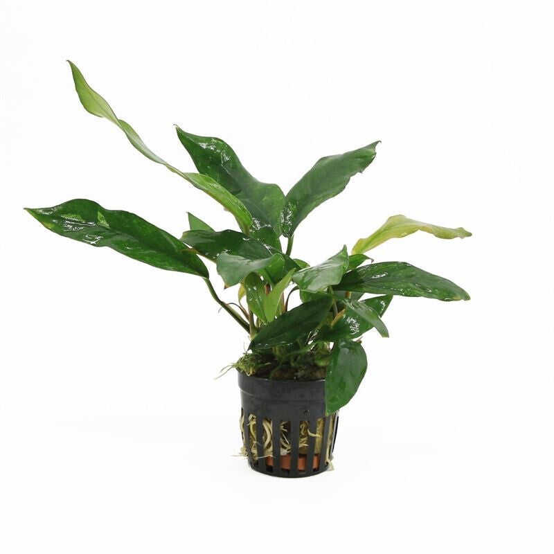 Anubias minima variegata 5cm pot