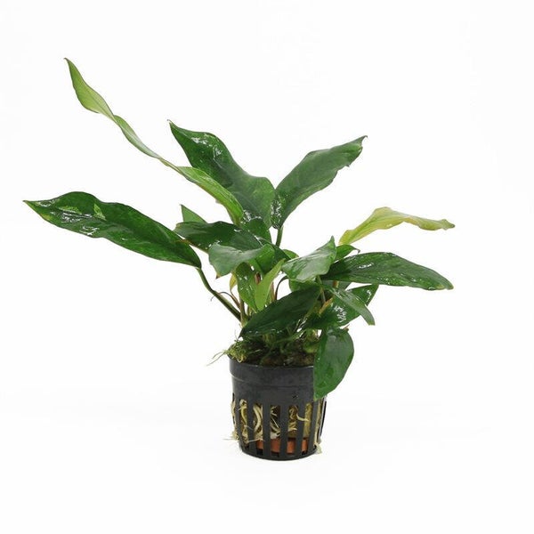 Anubias minima variegata 5cm pot