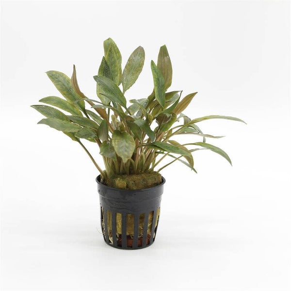Cryptocoryne petchii pink pot 5cm