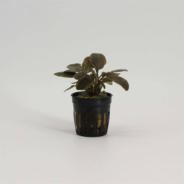 Lagenandra meeboldii red 5cm pot