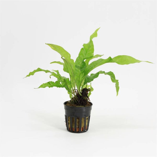 Microsorum pteropus 5cm pot