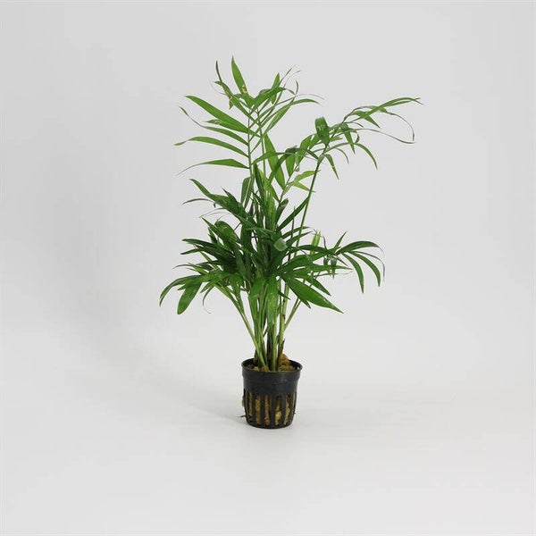 Chamaedorea (dwergpalm) 5cm pot