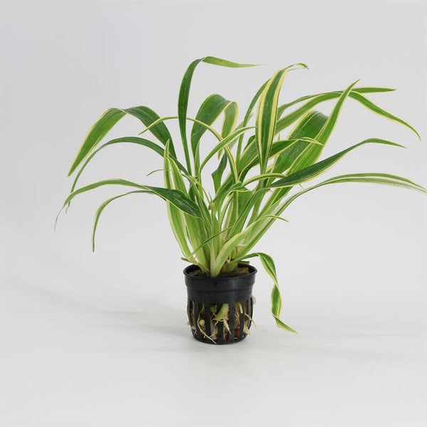 Chlorophytum bichetii (lintplant) 5cm pot