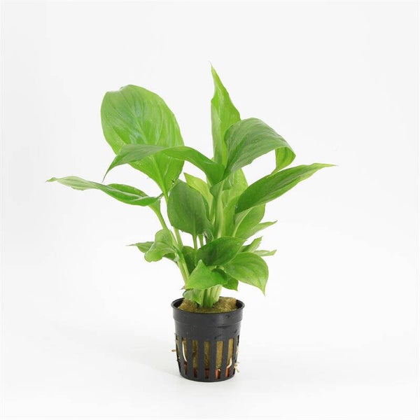 Spathiphyllum wallisii (lepelplant) 5cm pot