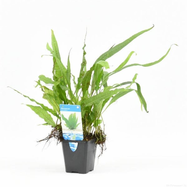 Microsorum pteropus (moederplant)