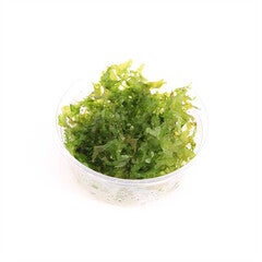 Mos mix pakket - 80cc cups