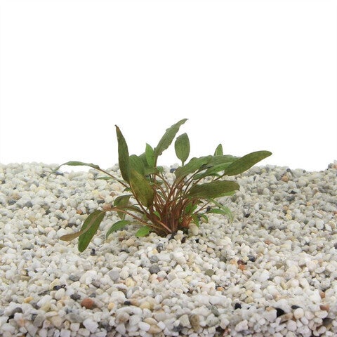 Cryptocorine petchii 5cm pot