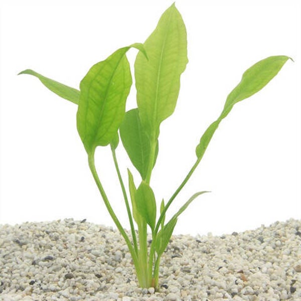 Echinodorus paniculatus amazone 5cm pot