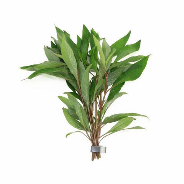Hygrophila angustifolia (bos)