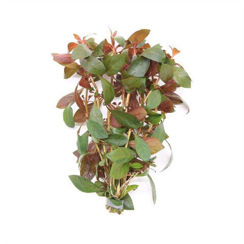 Ludwigia repens diamond red (bos)