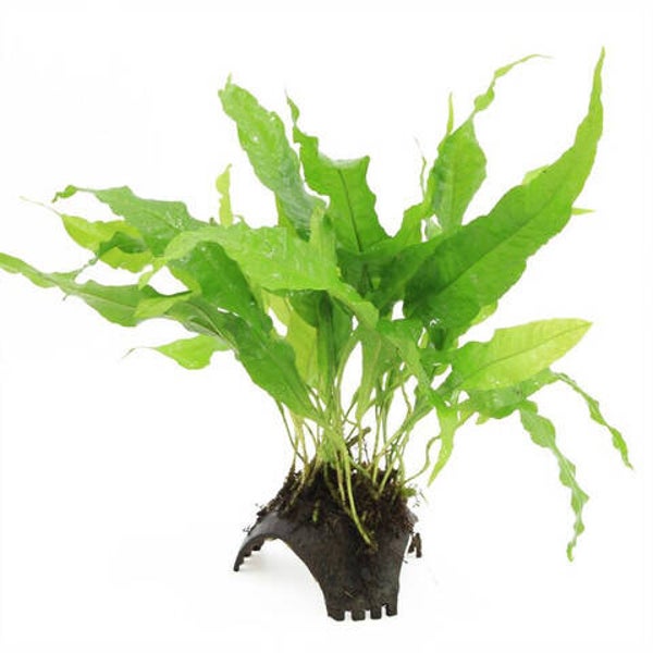 3-gaats kokosnoot met microsorum