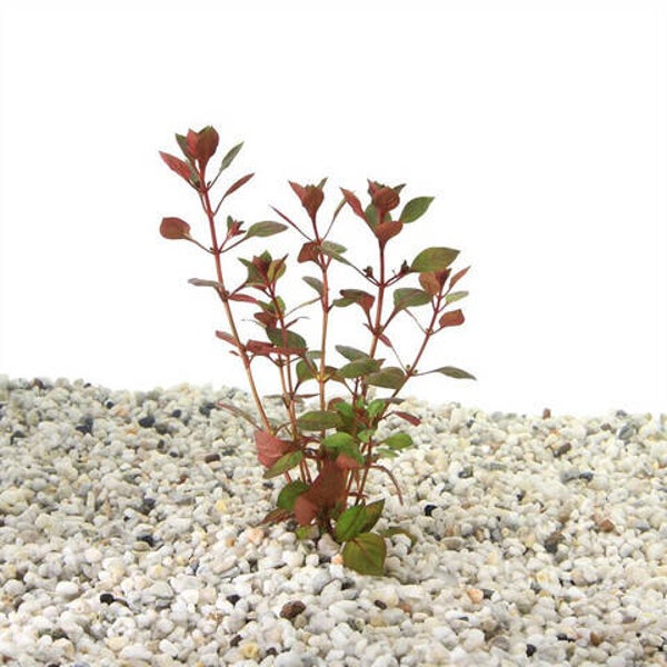 Ludwigia palustris super red (bos)