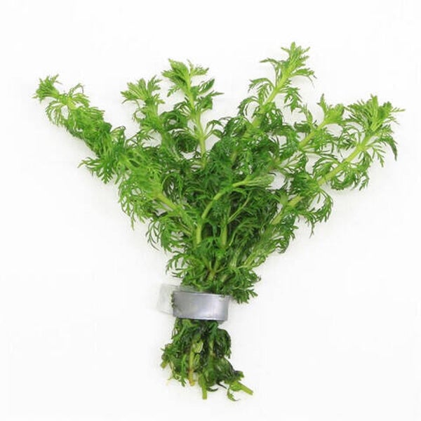 Limnophila sessiliflora (bos)