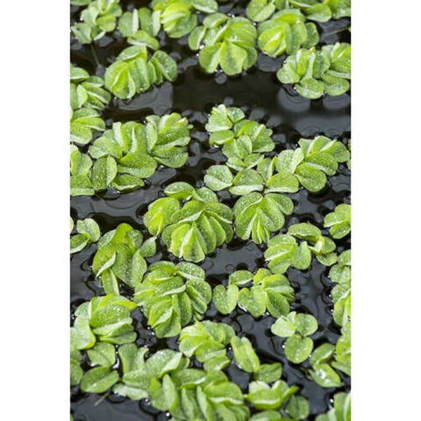 Salvinia natans 125ml schaal
