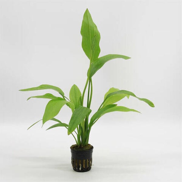 Echinodorus argentinensis 5cm pot