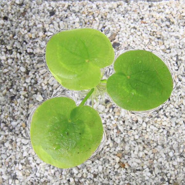 Limnobium laevigatum (los)