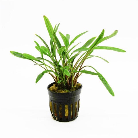 Cryptocoryne nevellii 5cm pot