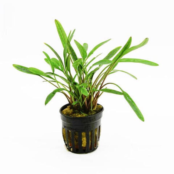 Cryptocoryne nevellii 5cm pot