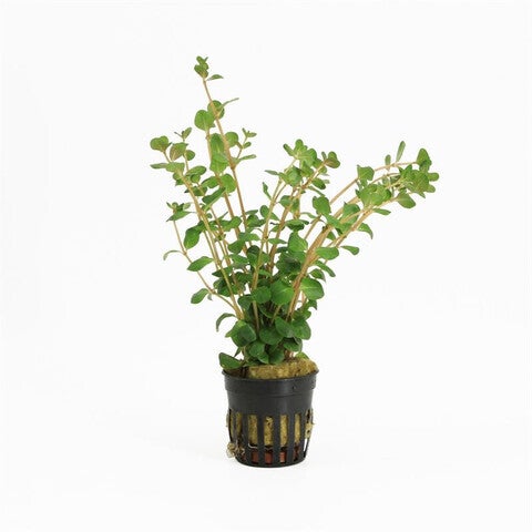Rotala rotundifolia 5cm pot