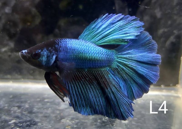 Betta splendens halfmoon man/male L4