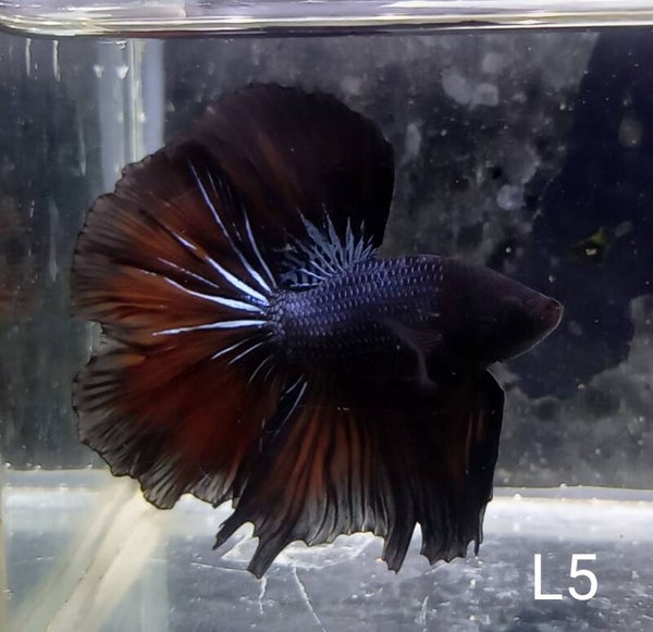 Betta splendens halfmoon man/male L5