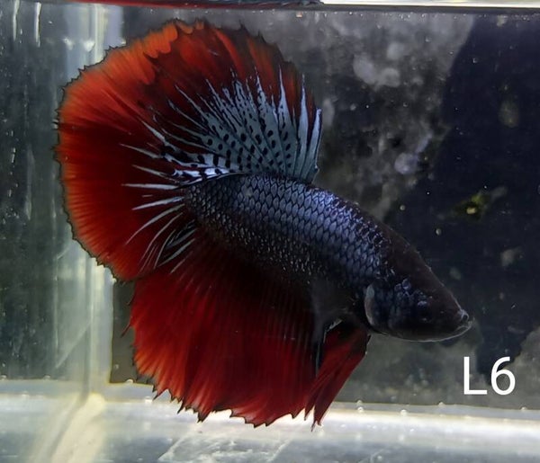 Betta splendens halfmoon man/male L6